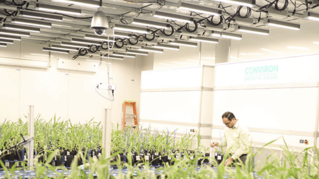 Bellwether-Phenotyping-Facility-Research-Lab.png
